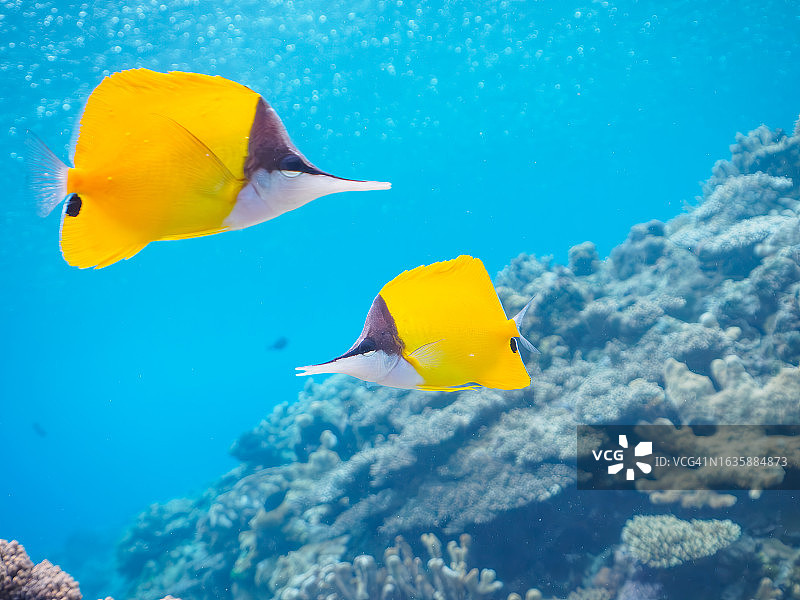 珊瑚礁中美丽的黄鼠鱼图片素材