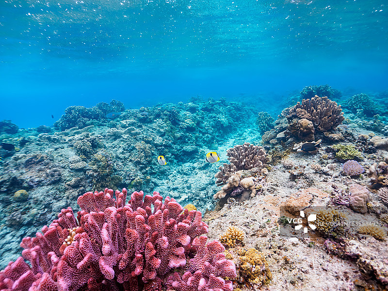 广阔而美丽的珊瑚礁：日本冲绳岛座间味村卧蛇岛海滩水下摄影图片素材
