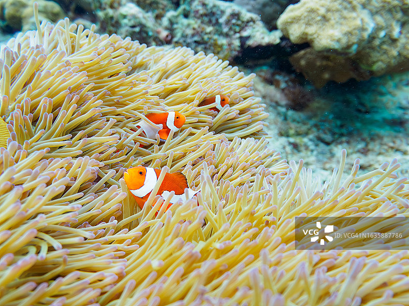 可爱的一家眼斑海葵鱼和美丽的海葵以及其他生物在美丽的珊瑚礁中,日本冲绳岛志摩尻郡座间味村卧蛇岛海滩,拍摄于2022年11月23日,水下摄影图片素材