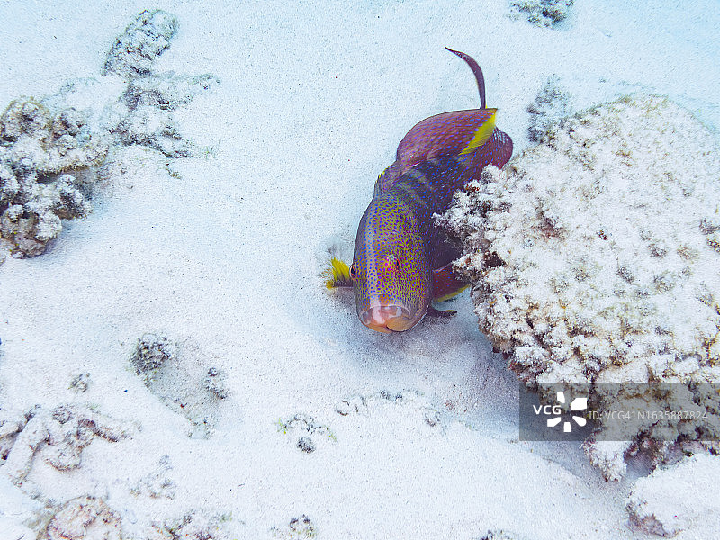 冲绳岛座间味村卧蛇岛海滩，美丽黄边琴尾鱼和珊瑚礁水下摄影图片素材