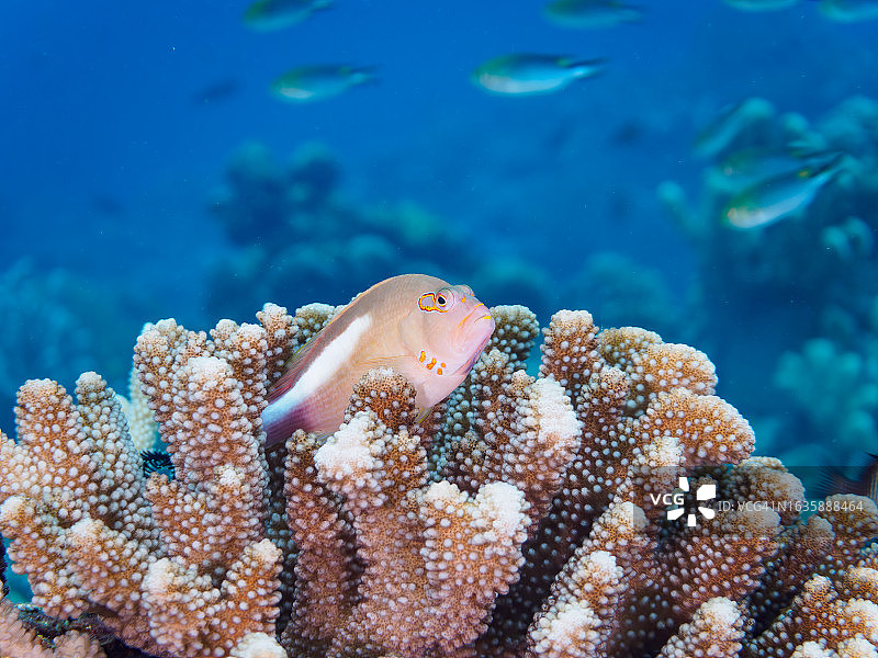 珊瑚礁中美丽的环眼鹰鱼和其他鱼类，日本冲绳县座间味岛图片素材