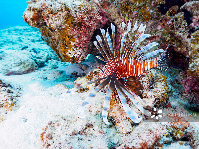 白色沙滩上的红色狮子鱼（日本冲绳县座间味岛）图片素材