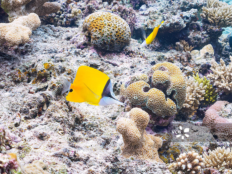 珊瑚礁中美丽的黄鼠鱼图片素材