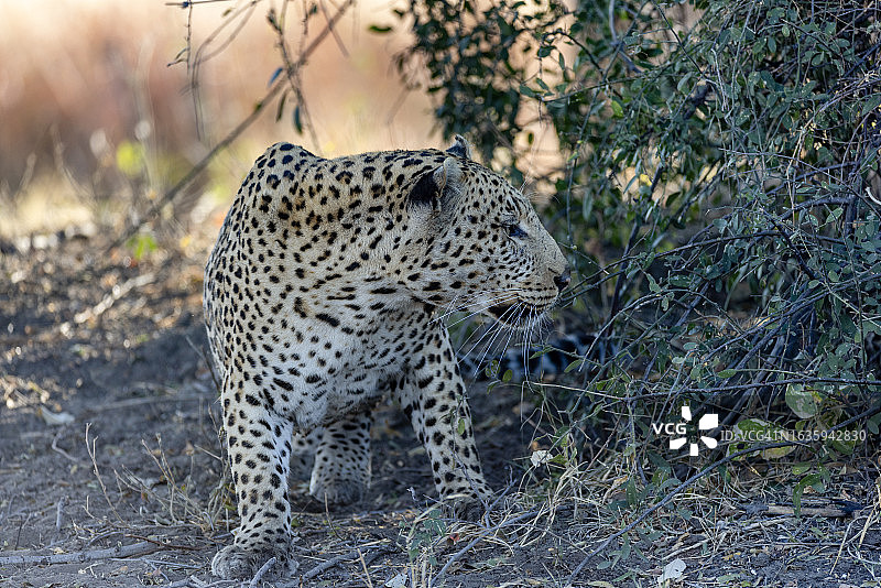 豹子跟踪猎物特写图片素材