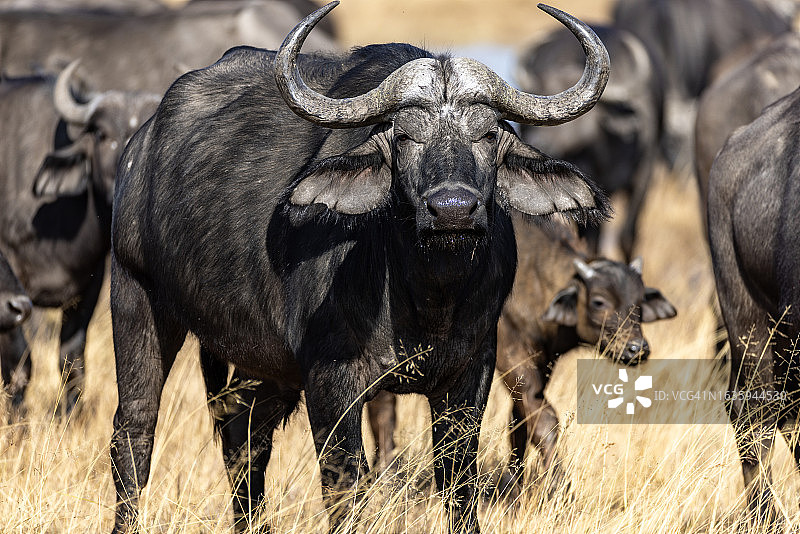 特写：非洲水牛看着镜头图片素材