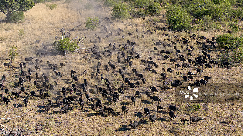 航拍特写：非洲丛林中的非洲水牛群图片素材
