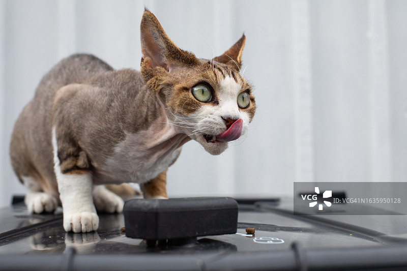 德文雷克斯小猫肖像图片素材