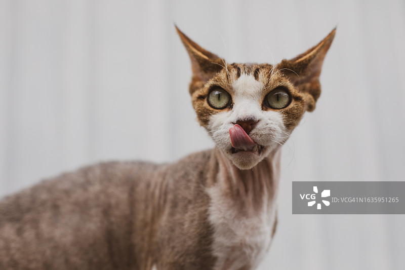 德文雷克斯猫肖像图片素材