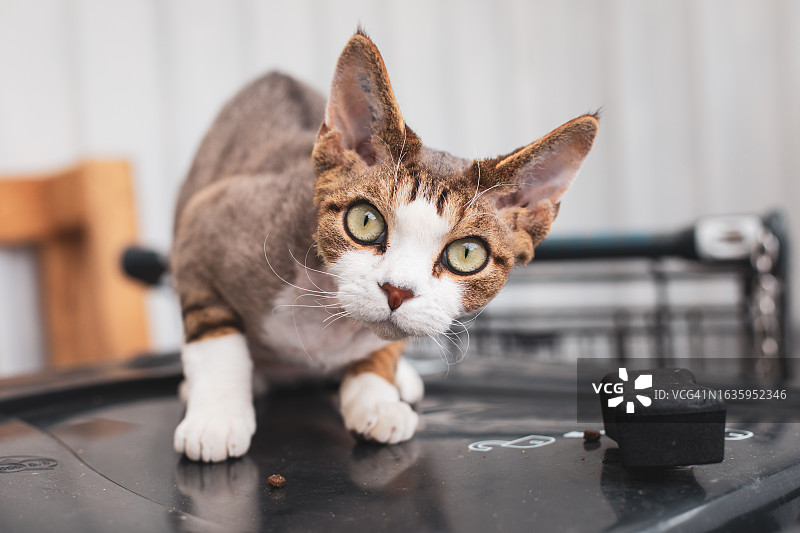 好奇的德文卷毛猫图片素材