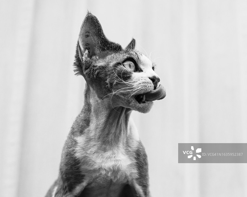 德文雷克斯猫的肖像图片素材