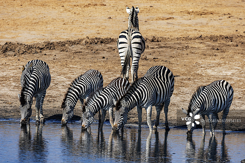 斑马在水边饮水图片素材