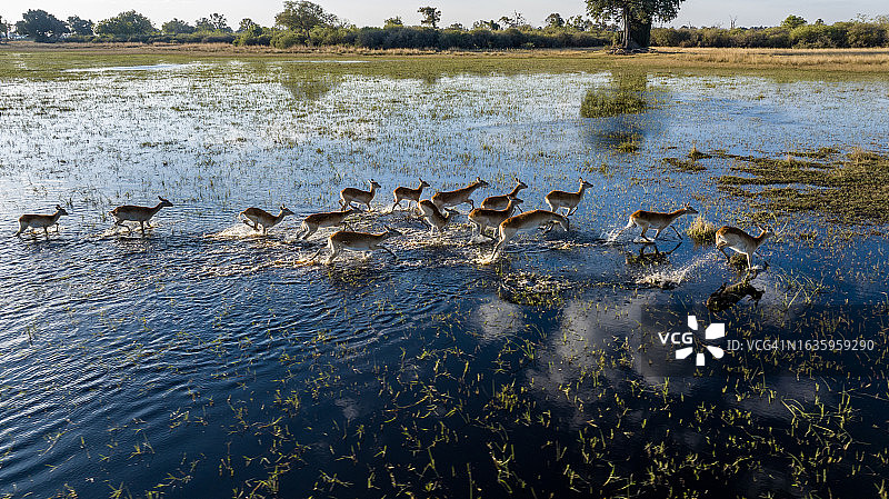 奥卡万戈三角洲湿地中奔跑的红羚羊航拍图片素材