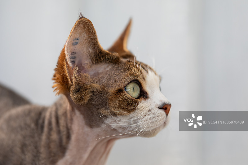 德文雷克斯猫侧面照图片素材