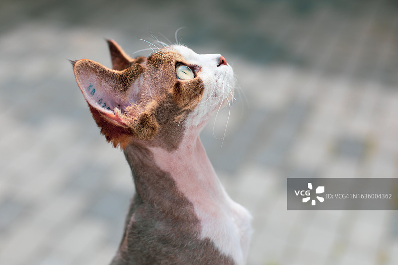 德文雷克斯猫肖像图片素材