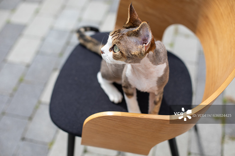 猫生活方式摄影图片素材