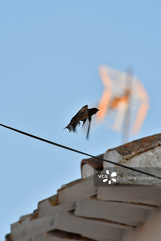 执行任务的燕子图片素材