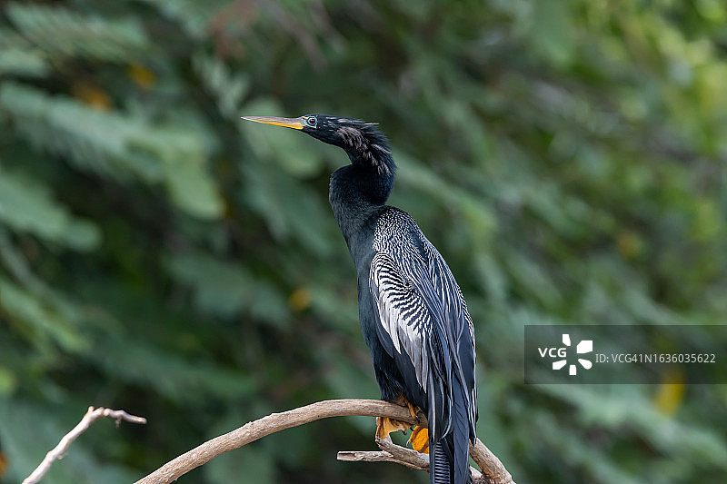 哥斯达黎加的蛇鹈图片素材