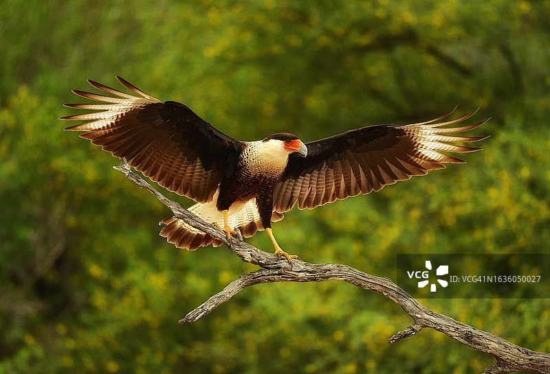 美国德克萨斯州南部凤头卡拉鹰展翅图片素材