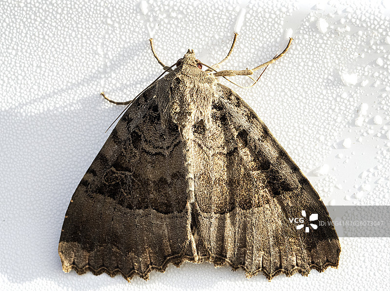 老飞蛾图片素材