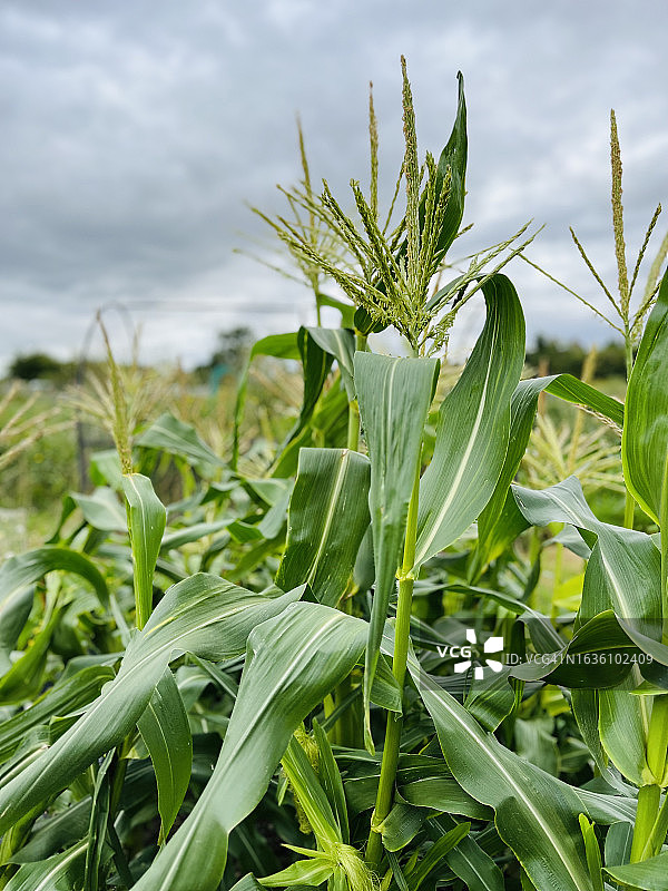 玉米图片素材