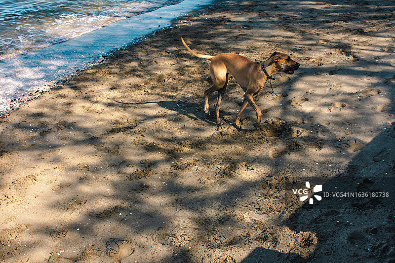 在温哥华海滩的狗图片素材