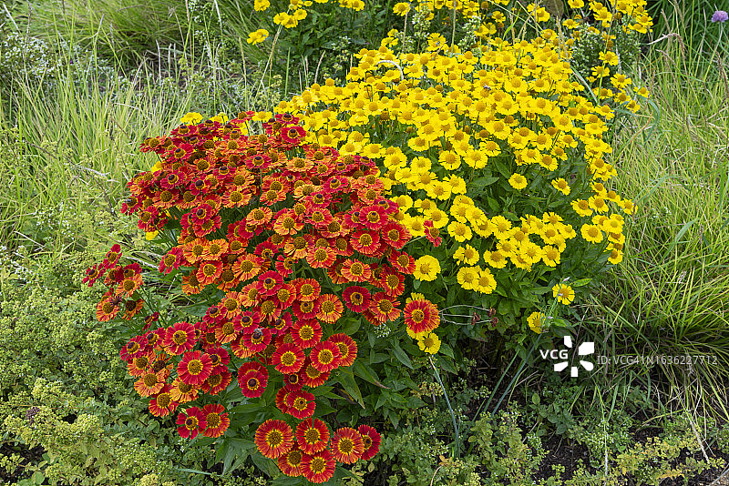 夏末花坛中两种矮小的Helenium图片素材