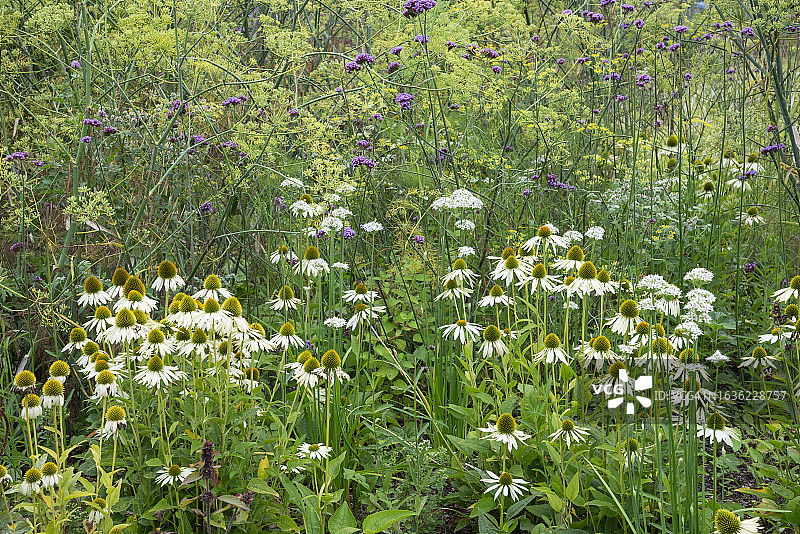 夏末花境中的白色天鹅紫锥菊图片素材