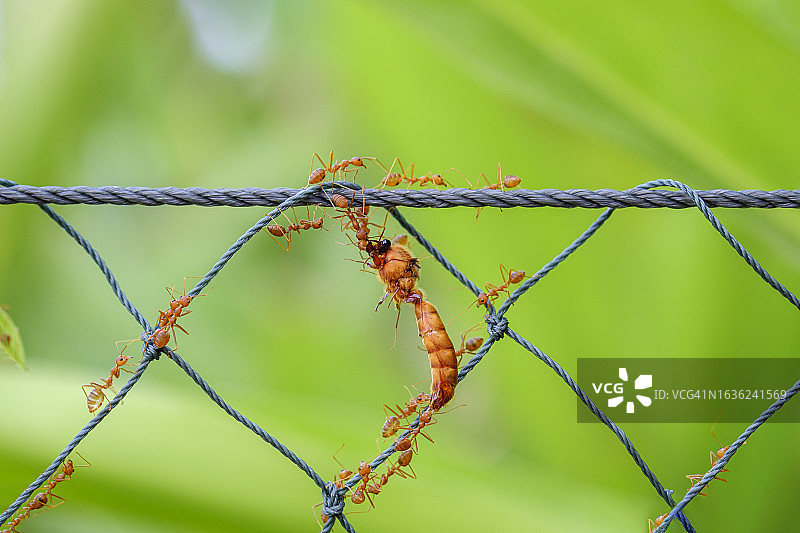 红蚂蚁的力量图片素材