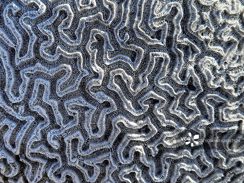 脑珊瑚的曲线与纹理图片素材