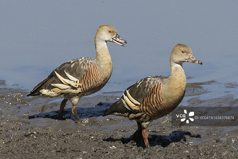 一对长嘴 whistle-ducks图片素材