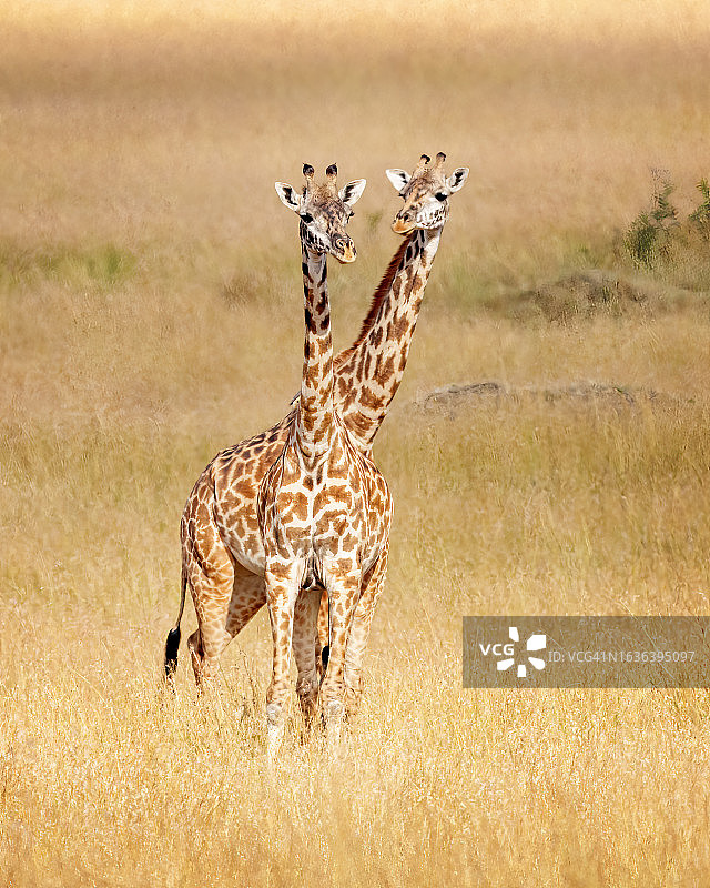 一对长颈鹿图片素材