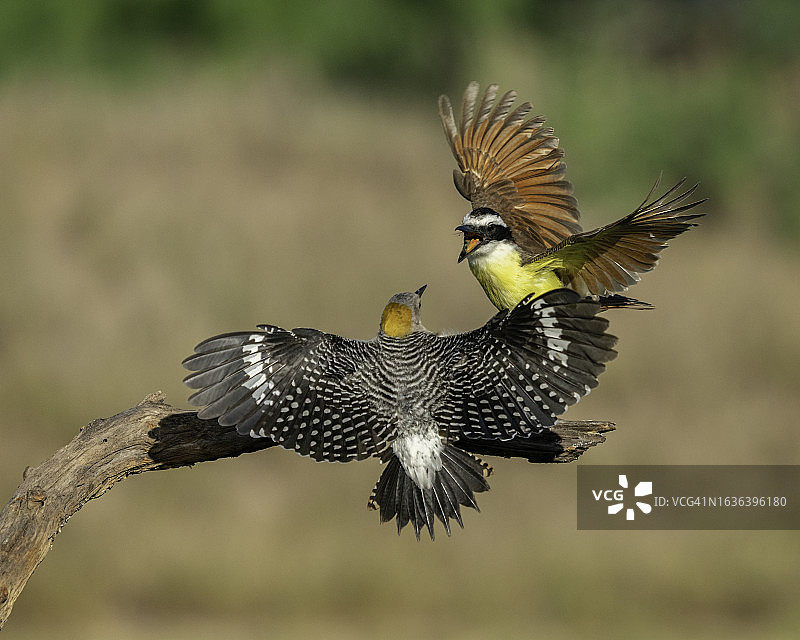 树枝交错图片素材