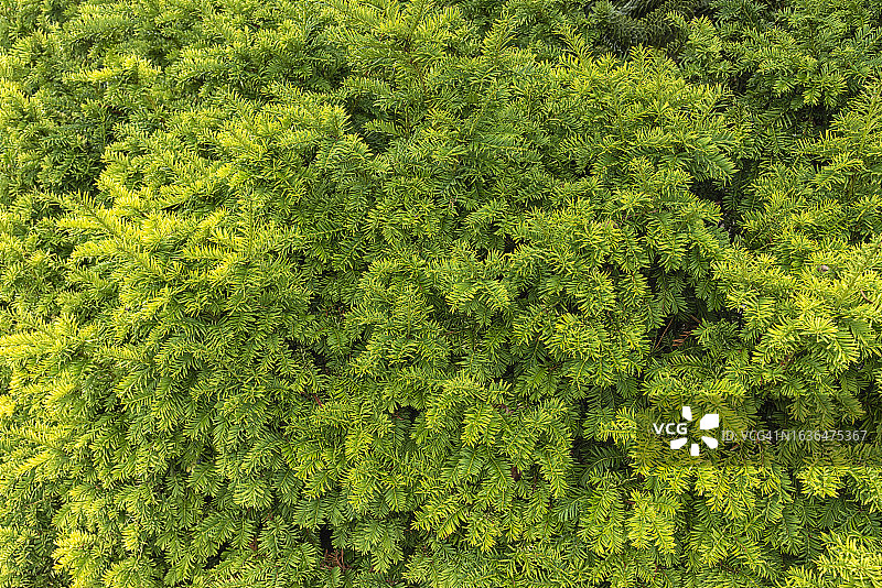 日本松树枝的完整画面照片图片素材
