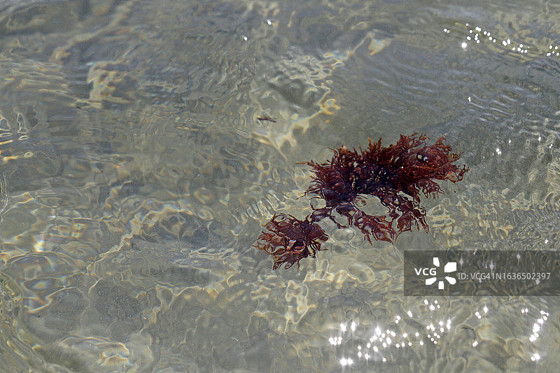海中海藻图片素材
