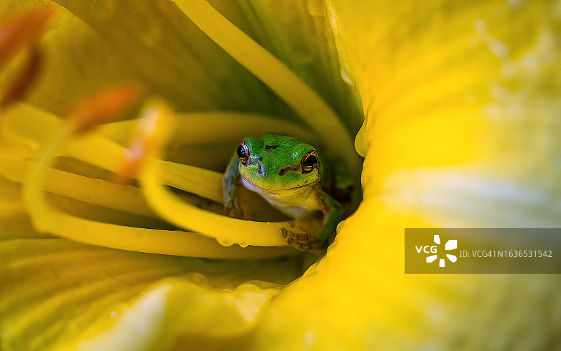 黄花上的绿色青蛙图片素材