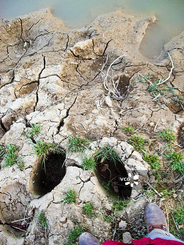 大象脚印动物足迹图片素材