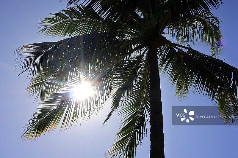 阳光穿过椰子树图片素材