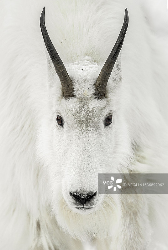 山羊奖杯图片素材