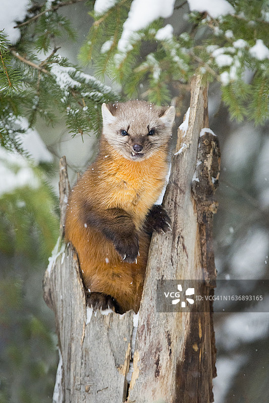 冬季的美洲松貂图片素材