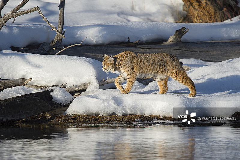 黄石国家公园内的短尾猫图片素材