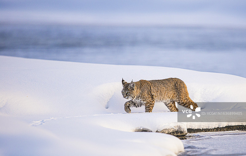 河边雪地行走的短尾猫图片素材