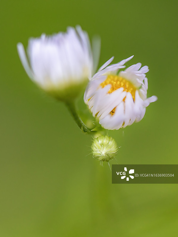 小白酒草花苞图片素材