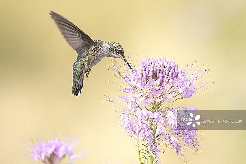 饥饿的雌性阔尾蜂鸟图片素材