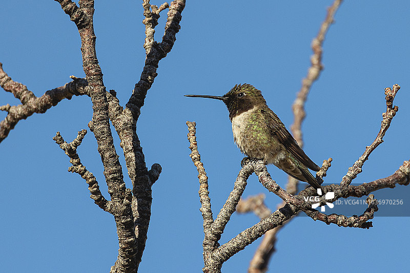栖息的黑颏蜂鸟图片素材