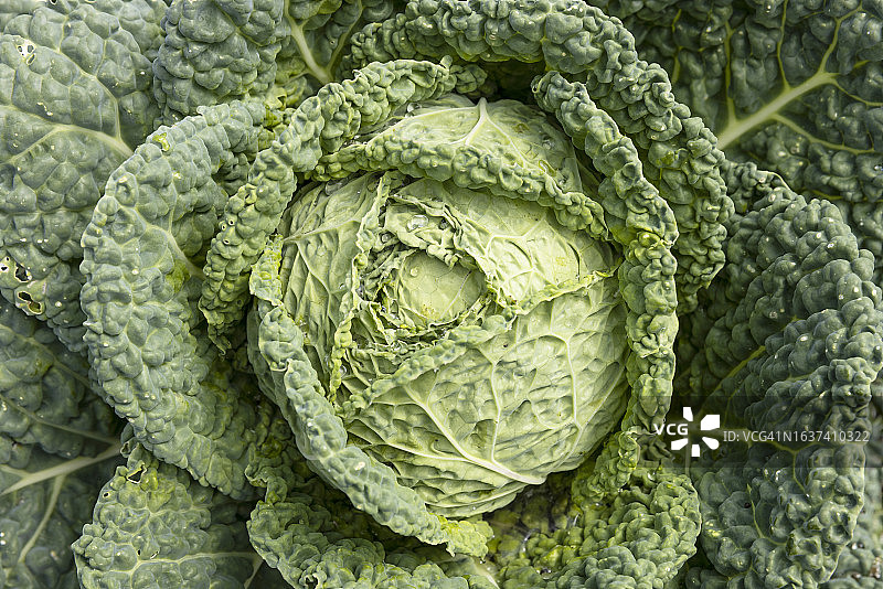 卷心菜特写图片素材