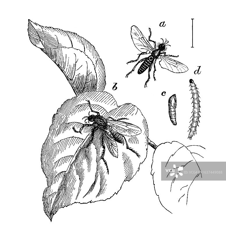 园蝇的古老雕刻插图图片素材