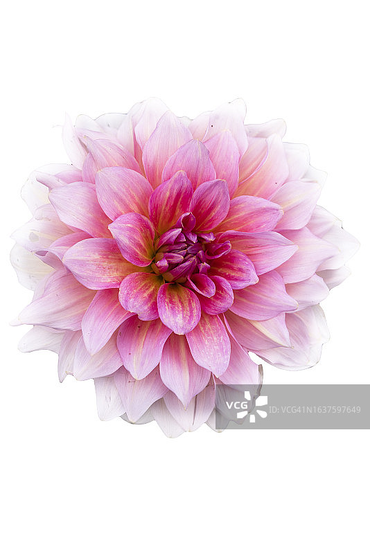 粉色大丽花图片素材