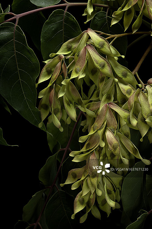 臭椿的果实图片素材