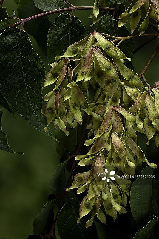 臭椿的果实图片素材
