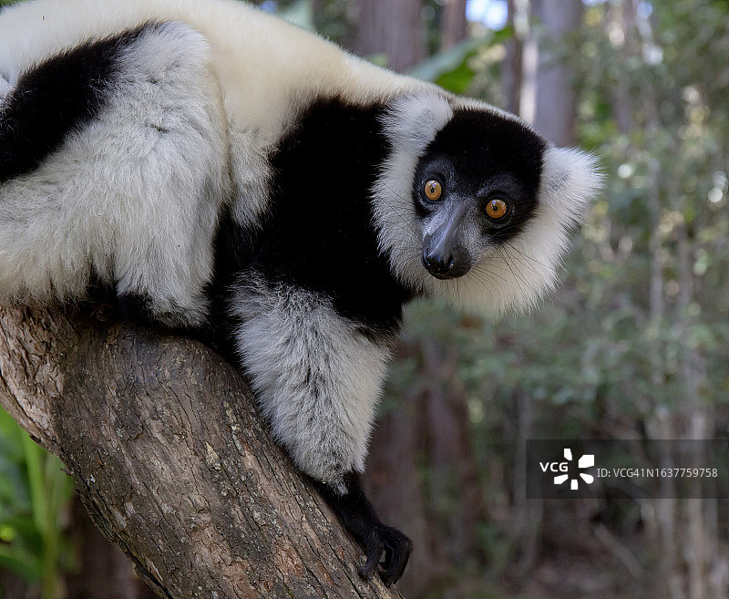 黑白皱领狐猴图片素材